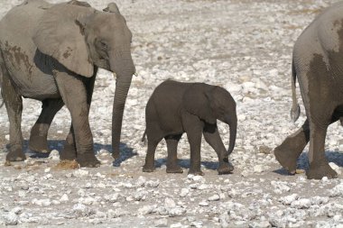 Etoşa Ulusal Parkı 'ndaki filler
