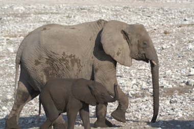 Fil anne fil ve yavrusu.
