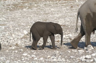 Etoşa Ulusal Park Namibya 'daki fil ailesi.