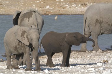 Afrika fili içme suyu