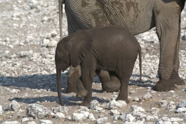 Hayvanat bahçesindeki fil