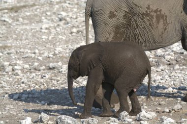 Afrika habitatındaki fil.