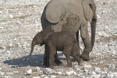 Bebek ile Afrika fili