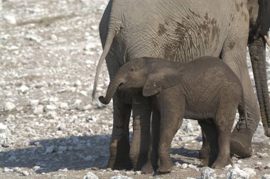 Afrika fili, Loxodonta Africana, suda yürüyor.