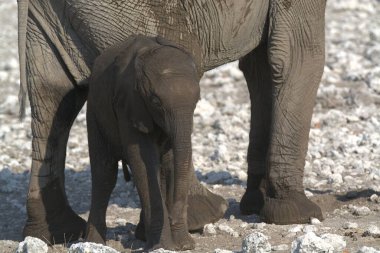 Büyük siyah fil kumda yürüyor.