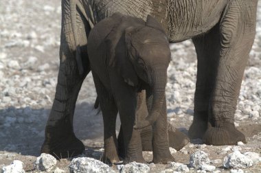 Fil (xolota africta) erkek ve dişi Etoşa Ulusal Parkı, Namibya, Afrika deliğinde
