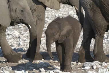 Afrika fili Kruger Ulusal Parkı, Güney Afrika.