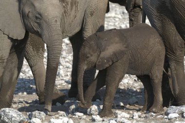 Afrika fili (loxodonafricana africana) savanada yürüyor