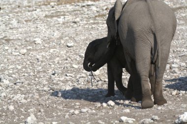 Savanada yürüyen genç bir fil.