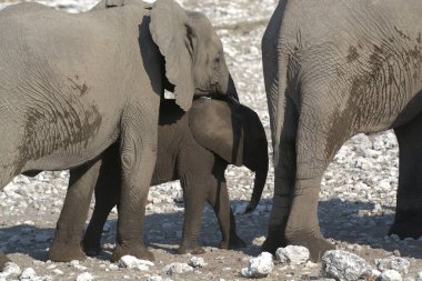 Kenya savanındaki fil