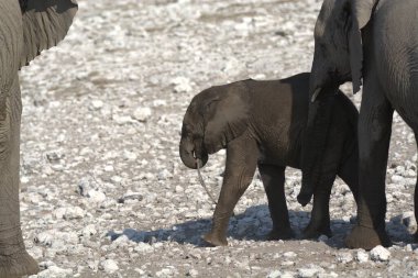 Namibya 'daki Afrika fili