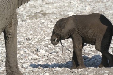 Afrika fili (Loxota africana )