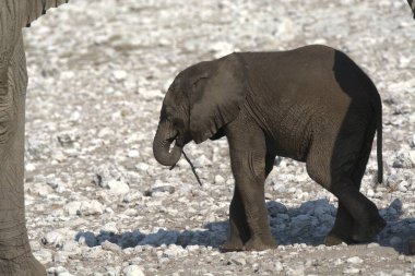 Doğal ortamda Afrika filleri