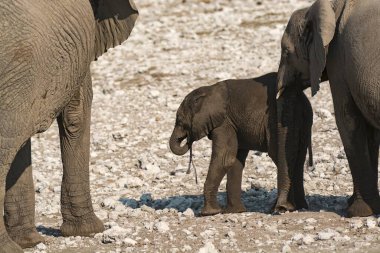 Afrika fili doğada, Namibya