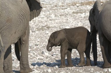 Afrika çölündeki fil.