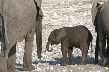 Afrika savanındaki fil ve fil