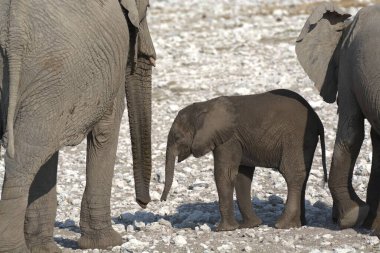 Etoşa Ulusal Parkı 'ndaki Afrika vahşi fil ailesi.