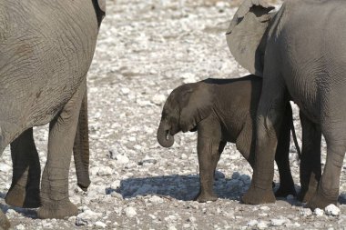 Afrika fili (Loxodonta africana )