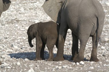Afrika fili, Loxodonta Africana, Çamurda yürüyen yetişkin erkek