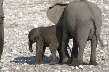 Etkin ulusal Park'ta Afrika fili