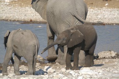 Afrika fili, xodonta africana, suda yürüyor, Kruger Ulusal Parkı, Güney Afrika