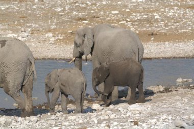 Su birikintisindeki fil ailesi.