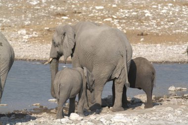 Zimbabwe savanındaki filler.