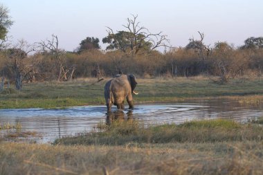 Suda yürüyen bir filin yakın çekimi.
