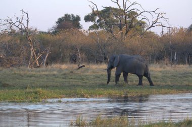 Afrika 'daki Kruger Ulusal Parkı' ndaki su birikintisindeki Afrika fili.
