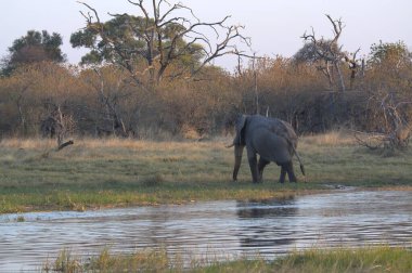 Kuzey Namibya 'da bir nehrin sularındaki delikte büyük beyaz bir fil.