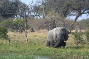 Güney Afrika 'daki Kruger Ulusal Parkı' ndaki filler.