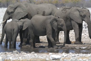 Afrika filleri, Loxodonus africana, çukurda içme suyu, ulusal park, etosha, namibya