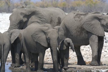 Su birikintisindeki filler