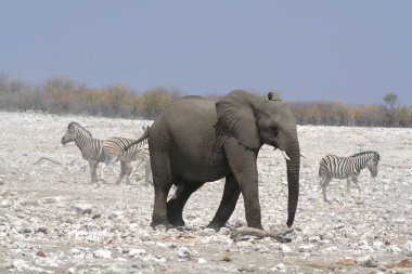 etkin ulusal Park'ta fil