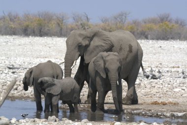 Afrikalı fil ailesi.