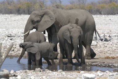 Etoşa 'daki Afrika filleri