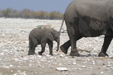 Namibya bozkırında yürüyen bir fil.