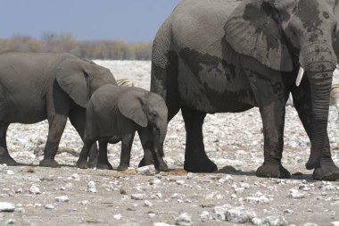 Kenya savanındaki Afrika fili