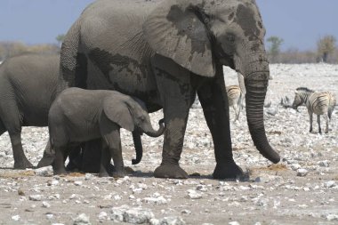 Afrika savanasındaki filler