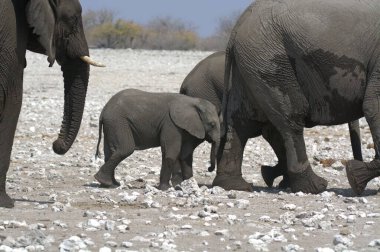 Etoşa Ulusal Parkı, Namibya 'da fil ailesi