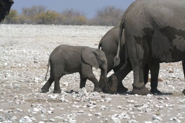 Afrika savanındaki fil, Afrika