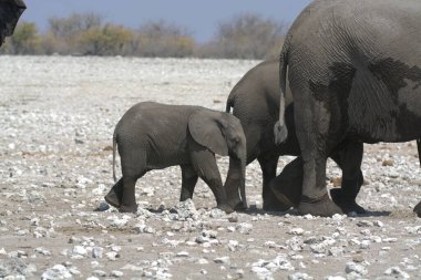 Afrika filleri (Loxota africana )