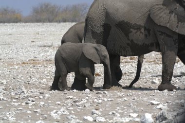 Afrikalı fil ailesi, xodonta africana