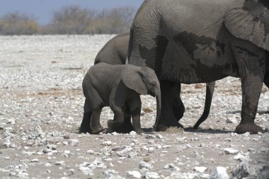 Etoşa namibya 'da bir fil