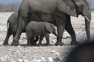 Afrika savanasındaki filler
