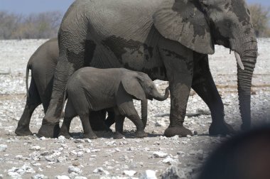 Savanadaki büyük bir fil grubu.