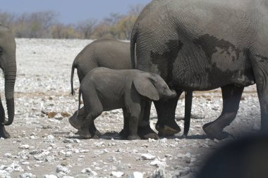 Namibya Afrika 'daki filler