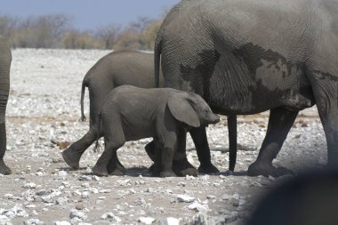 Namibya 'daki Etoşa Ulusal Parkı' ndaki filler