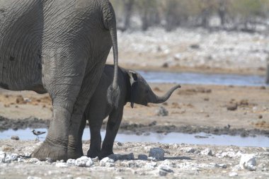 Su birikintisinde bir fil