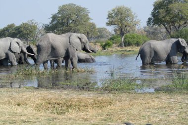Nehirdeki suda bir grup fil.